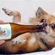 Illustration for article titled Beer for Dogs: Next Stop, Doggie AA